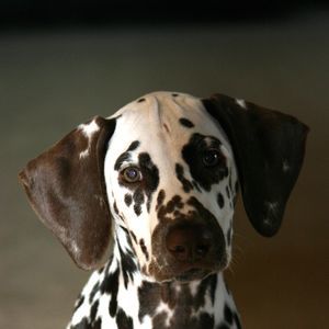 Meet your Posher, Lily